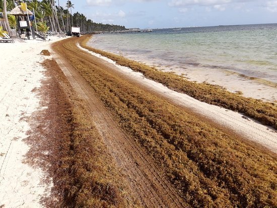 Unión Europea propone soluciones urgentes ante el arribo masivo de Sargazo a playas del Caribe