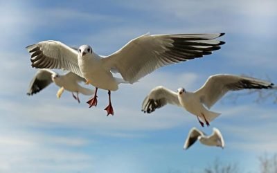 8 de mayo, día mundial de las aves migratorias