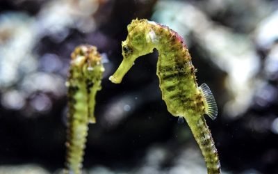 En el mundo se capturan 60 millones de caballitos de mar al año