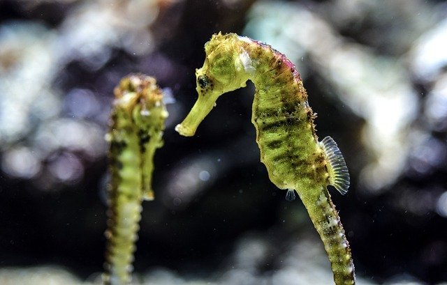 En el mundo se capturan 60 millones de caballitos de mar al año