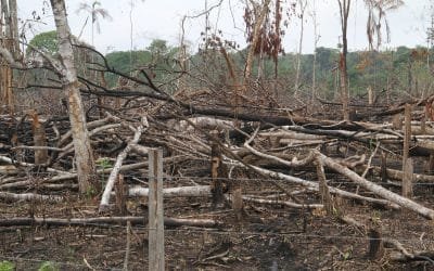 La Amazonía sigue siendo arrasada