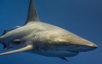 Pesca por pobreza, amenaza «ignorada» de los tiburones