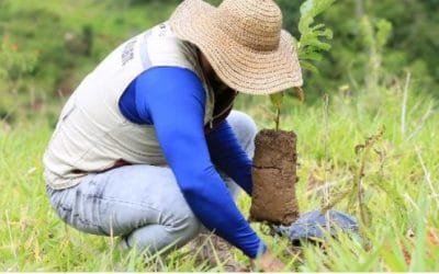 Más de 12 millones de árboles han sembrado 24 empresas de servicios públicos