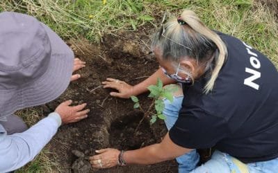 Medellín se reverdece con la siembra de 2.500 árboles