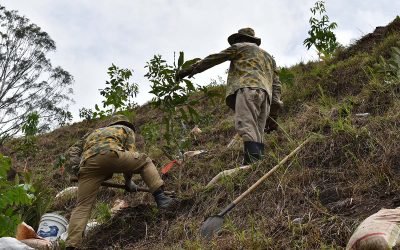 Compensan sector de obra en Medellín con siembra de árboles