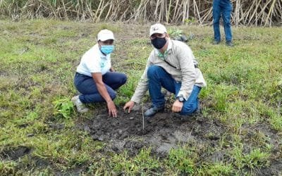 Empresa sembrará 12.000 árboles más en Valle del Cauca, Cauca y Antioquia