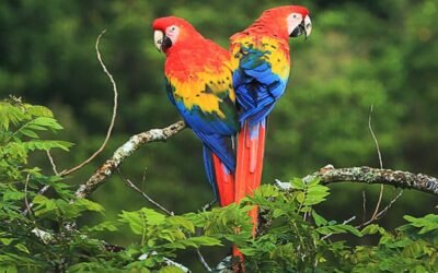 El país ahora cuenta con un sistema de protección y bienestar animal