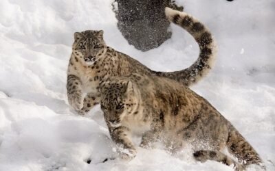 Intentan salvar en La India el leopardo de las nieves