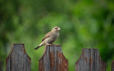 Contaminación acústica amenaza a las aves urbanas