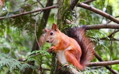 El Día Mundial de la Ardilla homenajea a un roedor vital para el bosque