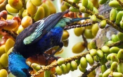 Octubre, un mes para disfrutar y conocer las aves del Valle de Aburrá