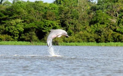 Colombia, protagonista en declaración por protección de los delfines de río