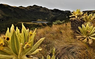 Reabren para visitas el Santuario de Fauna y Flora Galeras