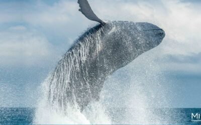 Islandia permitirá, de nuevo, la caza de ballenas