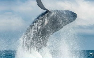 Un canto de amor en el Pacífico, bienvenidas las ballenas a Colombia