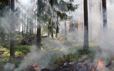 155 incendios han afectado a Cantabria