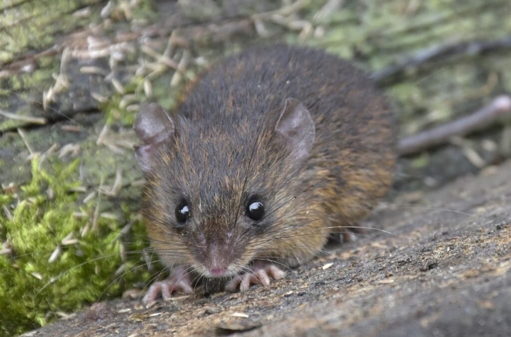 Descubren nueva especie de ratón espinoso en Ecuador: ‘Neacomys Marci’