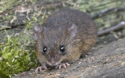 Descubren nueva especie de ratón espinoso en Ecuador: ‘Neacomys Marci’