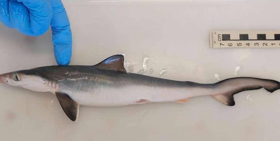 Encontraron tiburones con cocaína en su organismo en Brasil.