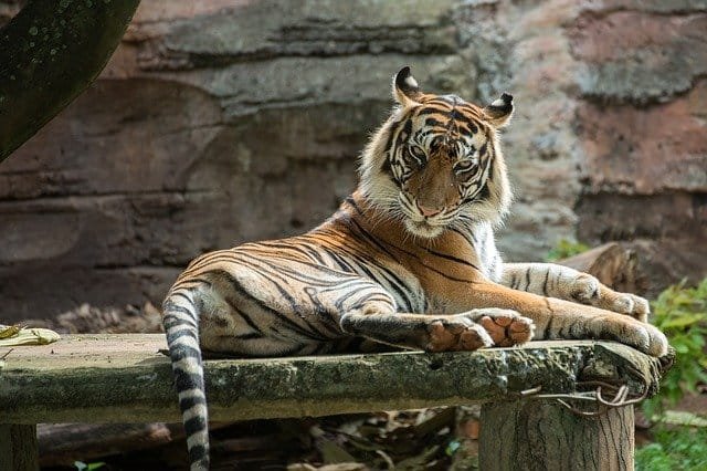 En 2021 murieron 126 tigres en la India