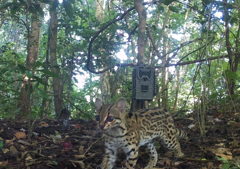 Mamíferos con sus crías posan ante las cámaras trampa instaladas en el Santuario de Flora y Fauna Los Colorados