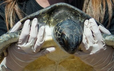 Rescatan tortugas atrapadas en plástico