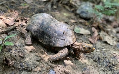 Liberan tortugas, serpientes y zarigüeyas