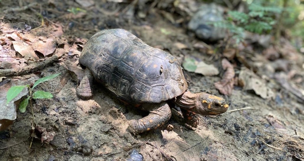 Trabajan en recuperación y liberación de fauna silvestre