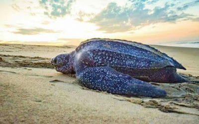 Ecuador halla 90 huevos de tortuga laúd, una especie en peligro crítico