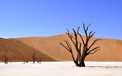 Fomentarán adaptación de Latinoamérica a crisis climática