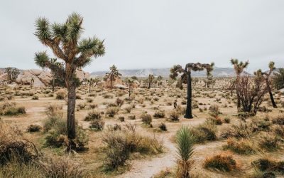 ONU pide voluntad política contra la desertización