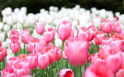 Flores colombianas adornarán al mundo durante San Valentín