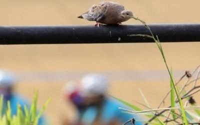 La Unidad Deportiva Atanasio Girardot es también la casa de aves, mamíferos y reptiles