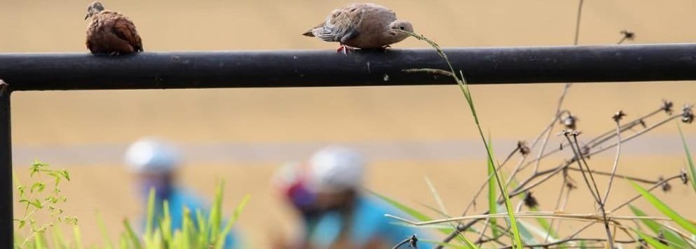 La Unidad Deportiva Atanasio Girardot es también la casa de aves, mamíferos y reptiles