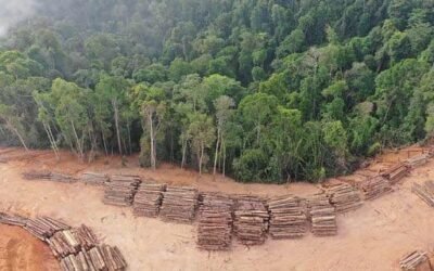 En el Senado se instaló Comisión para abordar la deforestación