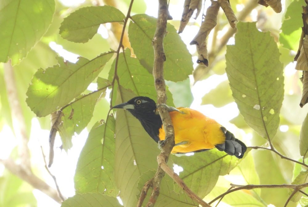 Expansión de la huella humana, amenaza latente para hábitat de las aves