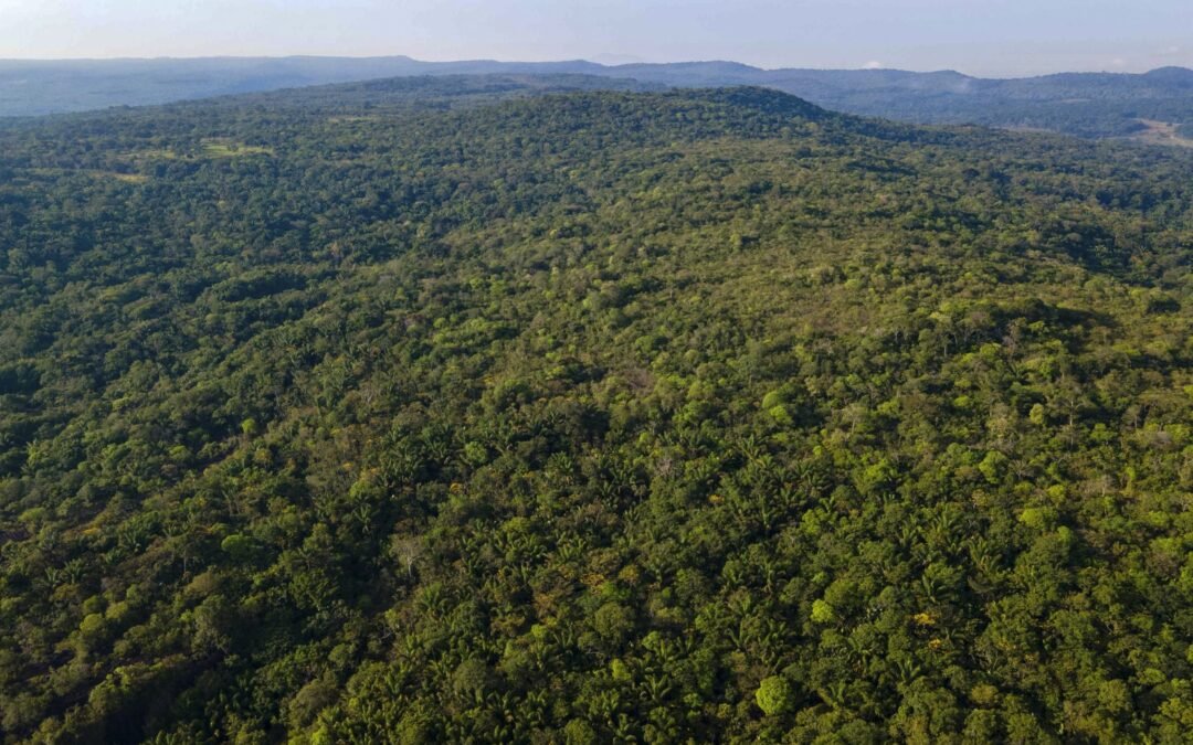 Colombia tendrá un mapa de vegetación