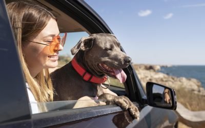 Cinco recomendaciones para viajar con su mascota en vacaciones