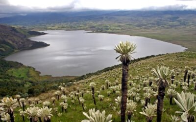 Llamado a acelerar la aplicación del Marco Global de Biodiversidad de Kunming-Montreal