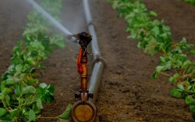 Conozca cómo podría disminuir la demanda de agua en el sector agrícola