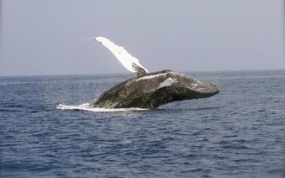 Ballenas y delfines: dos mamíferos muy particulares