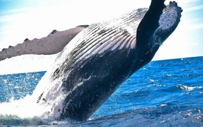 Llamado a proteger ruta de las ballenas