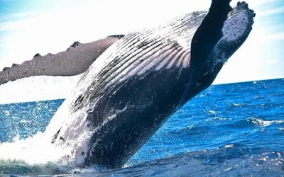 Expertos hablan sobre la conservación de ballenas