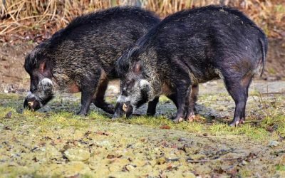 Reclaman medidas para controlar la población de jabalíes