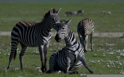 Los peligros por crisis en la biodiversidad