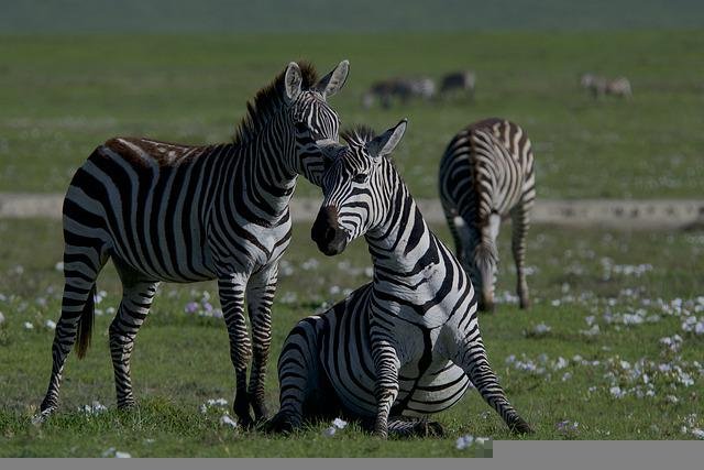 Los peligros por crisis en la biodiversidad